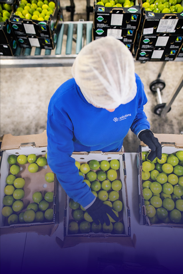 Sorting worker packing fresh limes at a production table in a chilled warehouse.