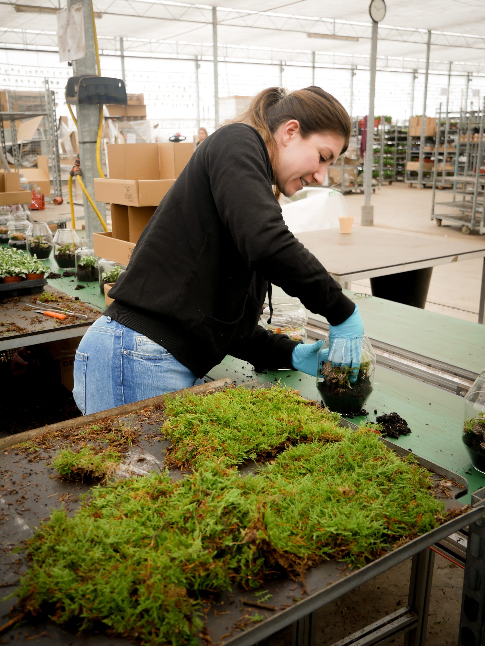 Floral product worker placing moss into glass jars on a flower decoration production line.