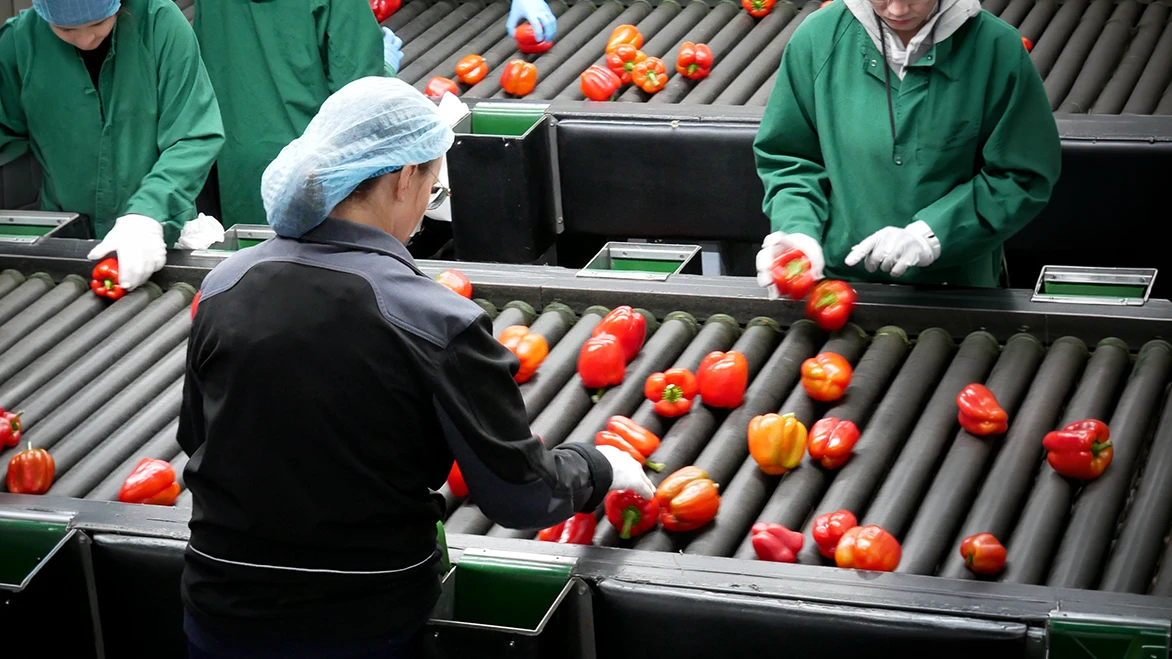Sorting worker sorting fresh red bell peppers on a conveyor belt in a food production facility.